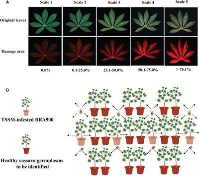 Identification of cassava germplasms resistant to two-spotted spider mite in China: From greenhouse large-scale screening to field validation